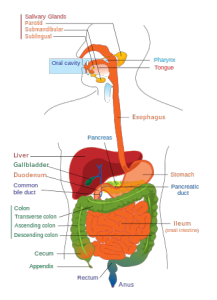 340px-Digestive_system_diagram_edit.svg